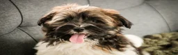Havanese dogs for sale: Biscotti - Ad 5