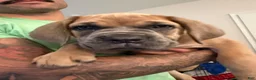 Cane Corso dogs for sale: Luna - Ad 3