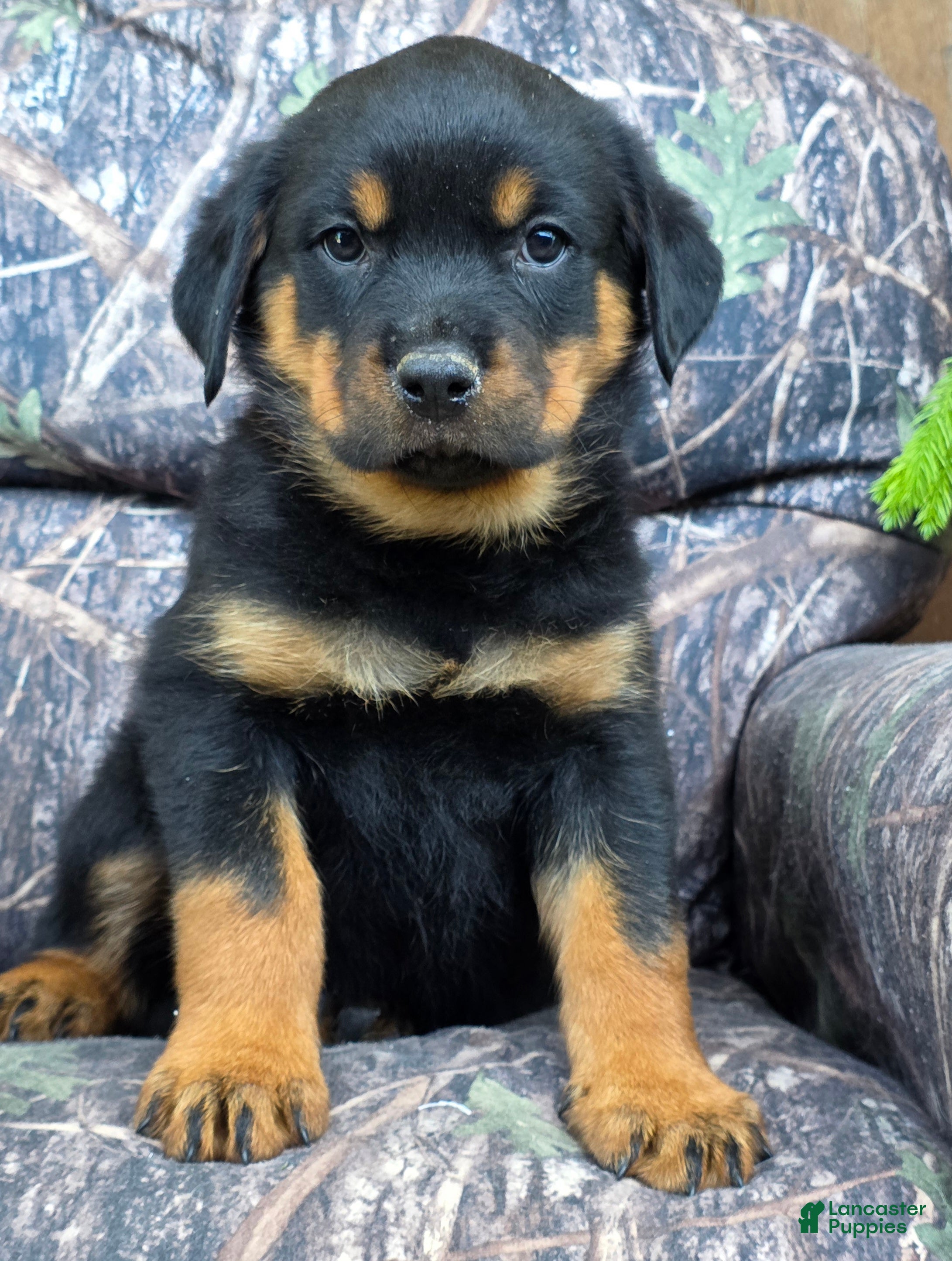 Rottweiler dogs Owen - Ad 2