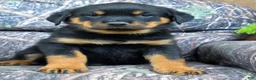 Rottweiler dogs for sale: Owen - Ad 2