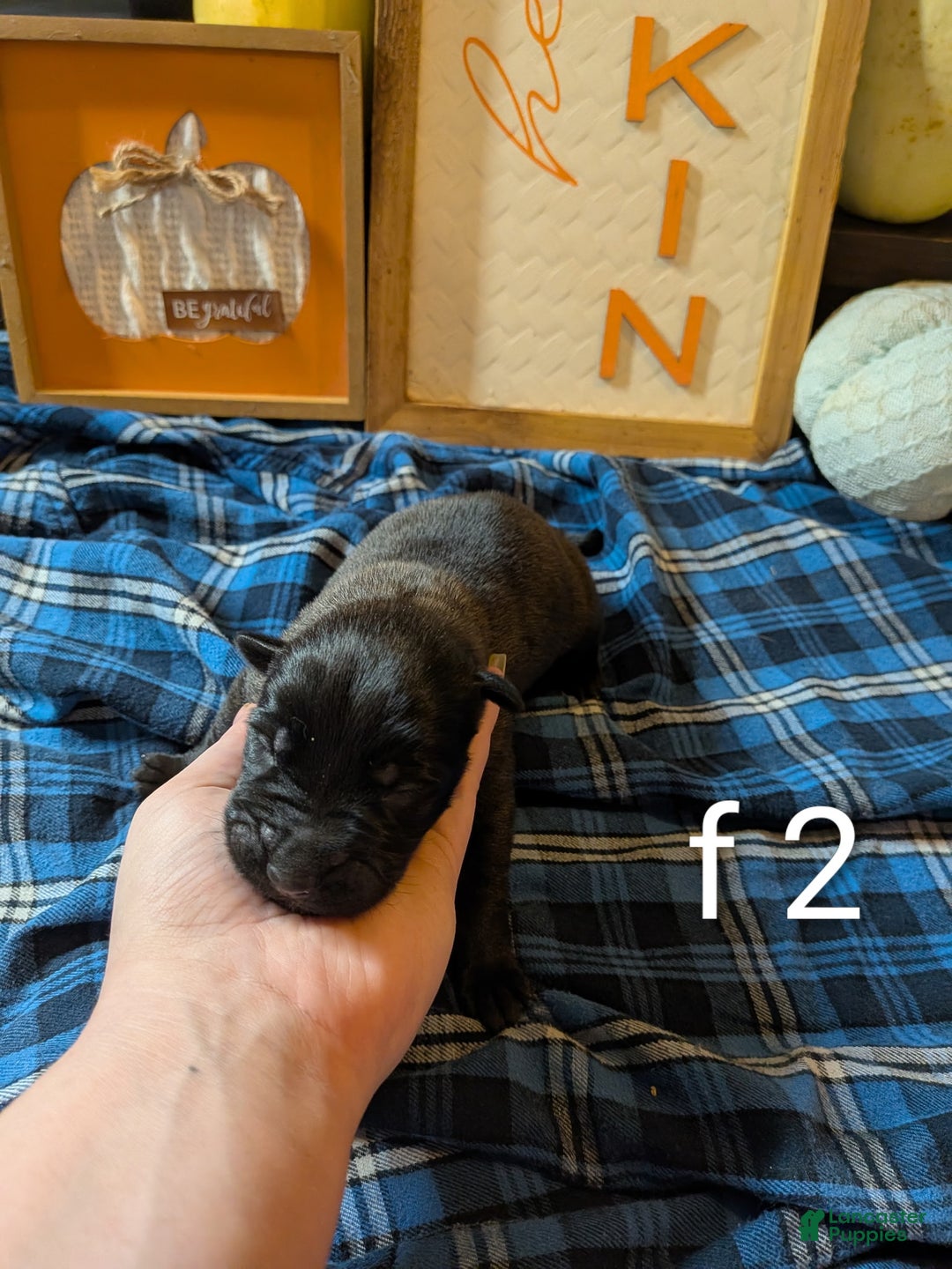 Belgian Malinois dogs for sale: Belgian Malinois Puppy 7 - Ad 4