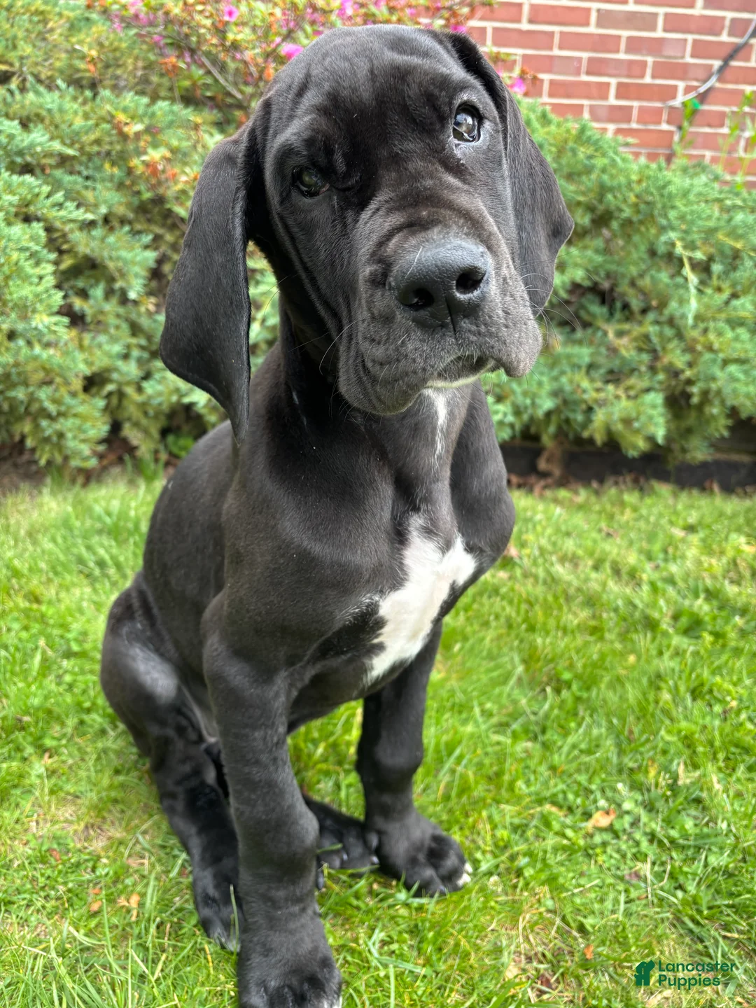 Great Dane dogs for sale: Akoye  - Ad 2