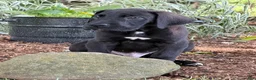 Great Dane dogs for sale: Philip Great Dane  - Ad 12