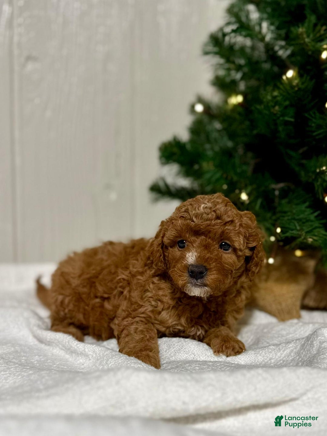 Mini Goldendoodle dogs for sale: Eve - Ad 1