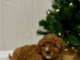 Mini Goldendoodle dogs Eve - Ad 16