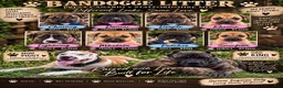 Mixed Breed dogs for sale: Dancer - Ad 4