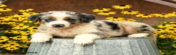 Australian Shepherd dogs for sale: Felix - Ad 4