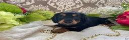 Miniature Dachshund dogs for sale: Kenzi - Ad 9