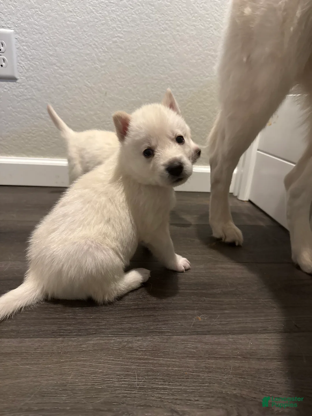 Siberian Husky dogs for sale: Black Collar - Ad 2