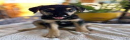 Mixed Breed dogs for sale: Alfa - Ad 3