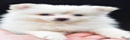 Pomeranian dogs for sale: Honey - Ad 7
