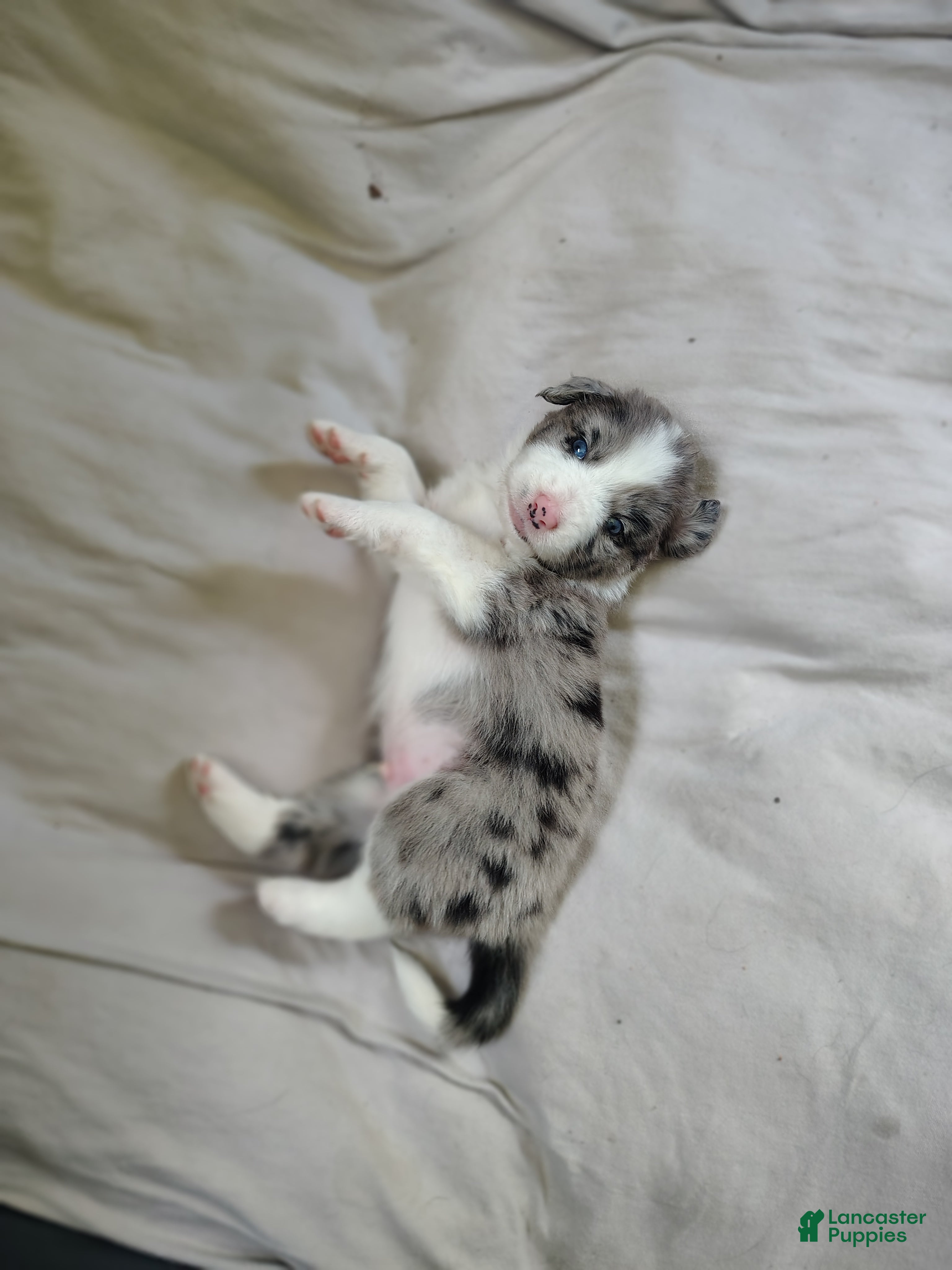Australian Shepherd dogs Frank/ male Australian Shepherd  - Ad 1