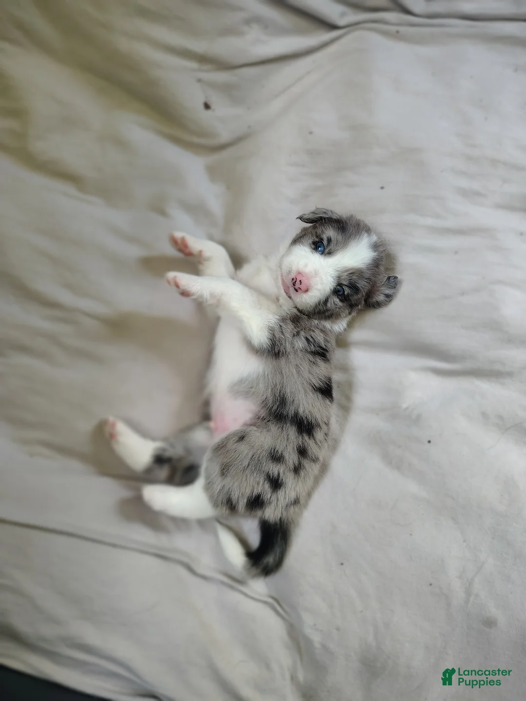 Australian Shepherd dogs for sale: Frank/ male Australian Shepherd  - Ad 1