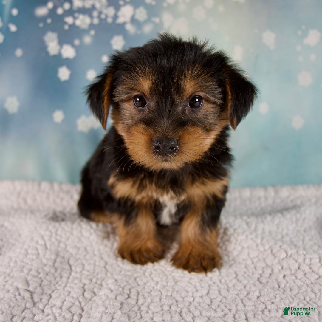 Morkie dogs for sale: Bentley - Ad 5
