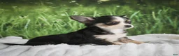 Chihuahua dogs for sale: Precious - Ad 3