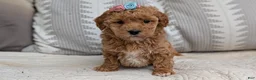 Havapoo dogs for sale: Tessa - Ad 4
