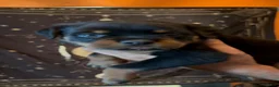 Rottweiler dogs for sale: Rottweiler 2 - Ad 22