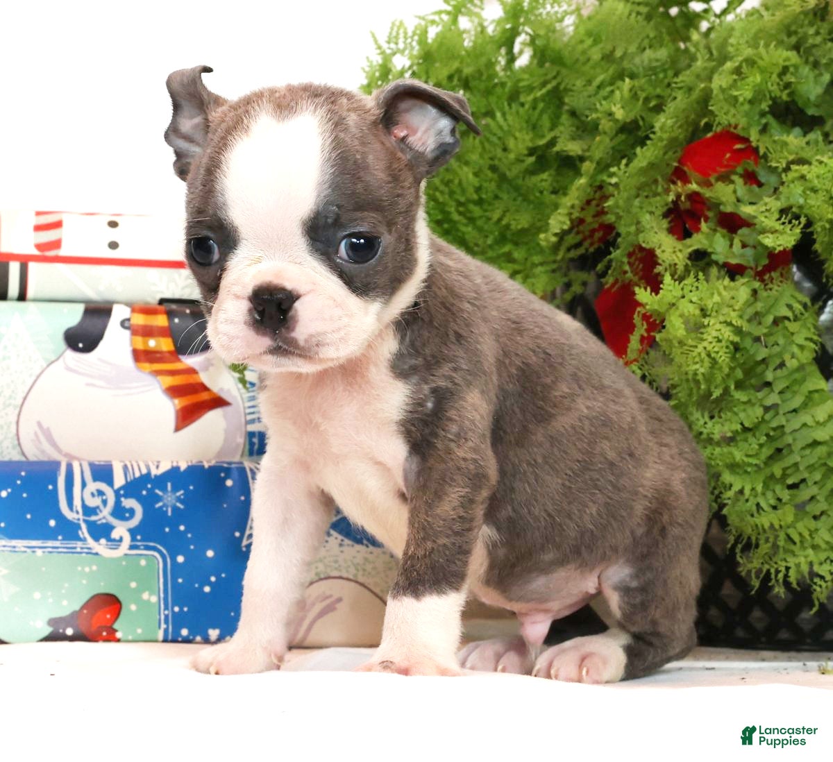 Boston Terrier dogs Snicker - Ad 31