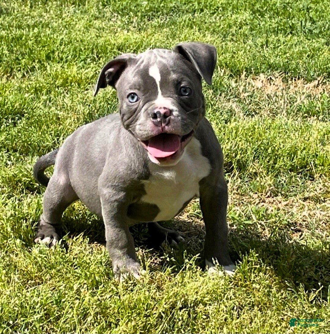 American Bully dogs "SNOOP DOGG" / BLUE NOSE - Ad 12