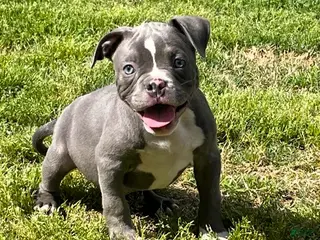 American Bully dogs "SNOOP DOGG" / BLUE NOSE - Ad 12