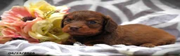 Miniature Dachshund dogs for sale: Cindy - Ad 4