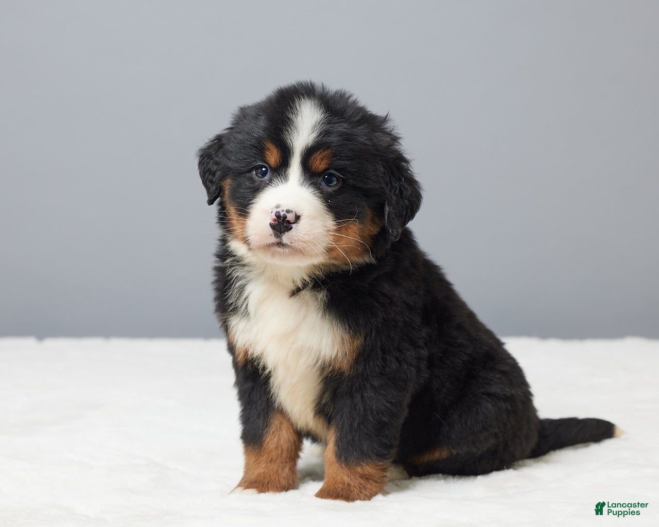 Bernese Mountain Dog dogs Frisky - Ad 14