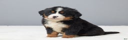 Bernese Mountain Dog dogs for sale: Frisky - Ad 1