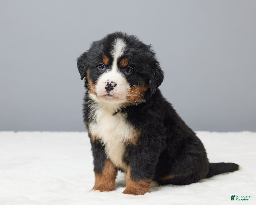 Bernese Mountain Dog dogs for sale: Frisky - Ad 1