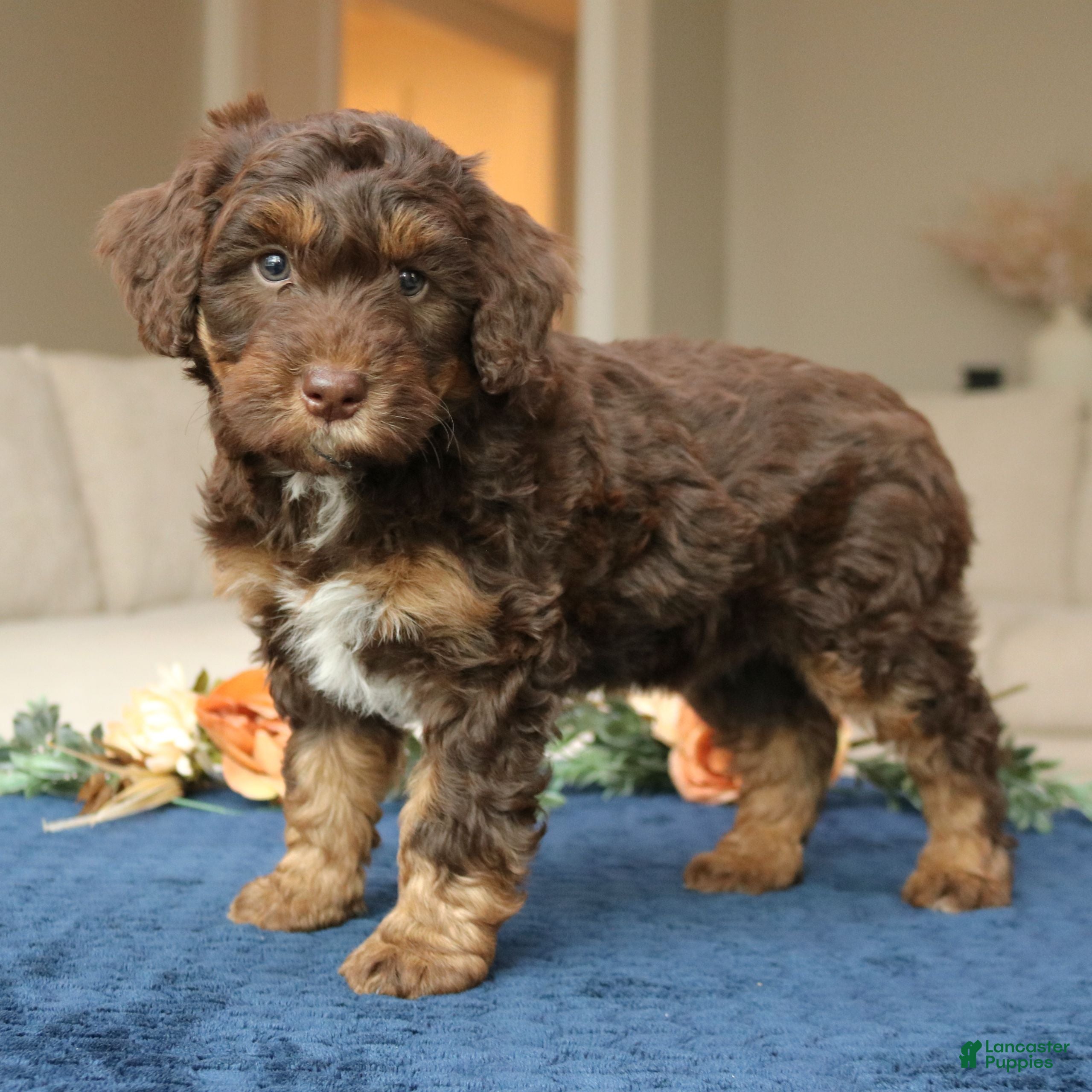 Mini Bernedoodle dogs Dax  - Ad 2