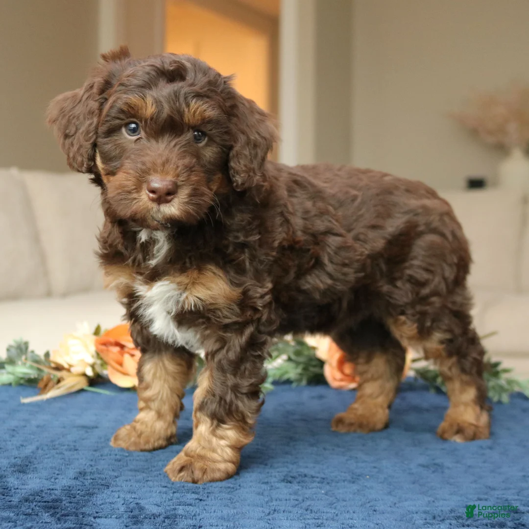 Mini Bernedoodle dogs for sale: Dax  - Ad 2