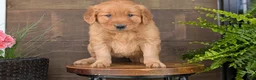 Golden Retriever dogs for sale: Carmen - Ad 3