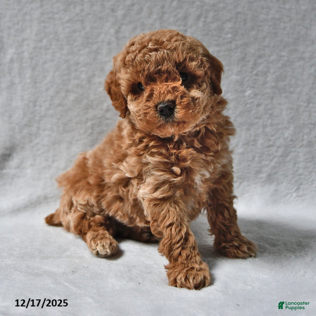 Mixed Breed dogs for sale: John Roy - Ad 1