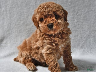 Mixed Breed dogs John Roy - Ad 6