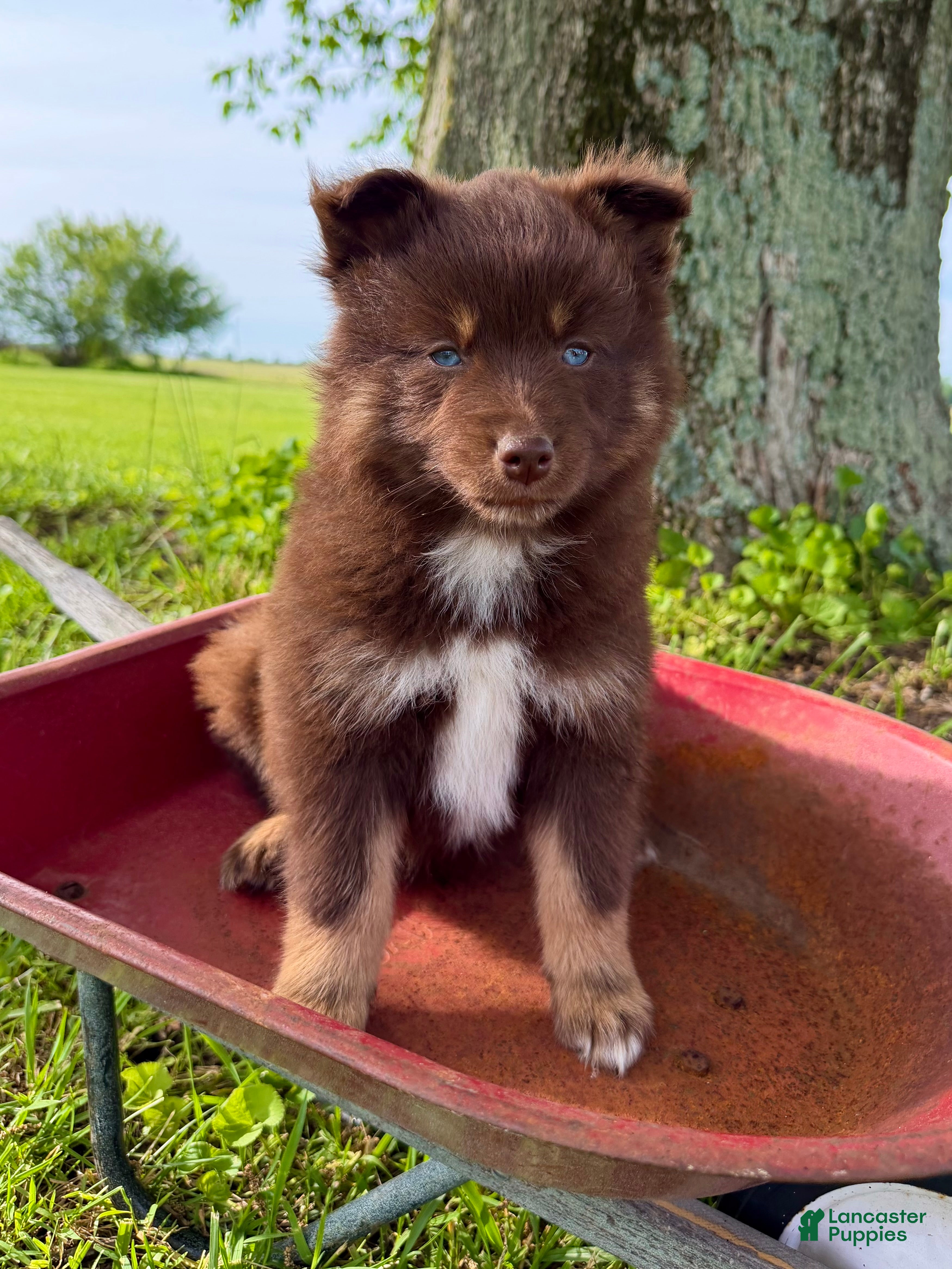 Pomsky dogs Theo - Ad 1