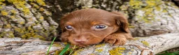 Dachshund dogs for sale: Bologna - Ad 2