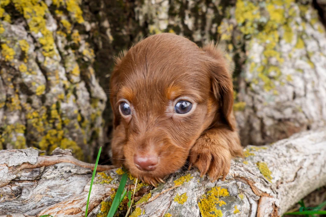 Dachshund dogs for sale: Bologna - Ad 2
