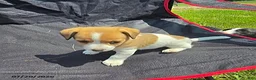 Jack Russell Terrier dogs for sale: Flora - Ad 5