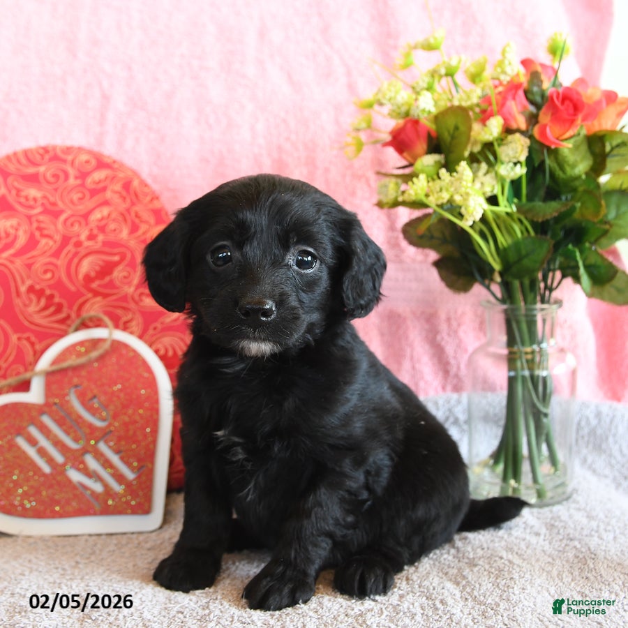 Mixed Breed dogs Cupcake - Ad 28