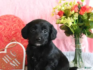 Mixed Breed dogs Cupcake - Ad 28