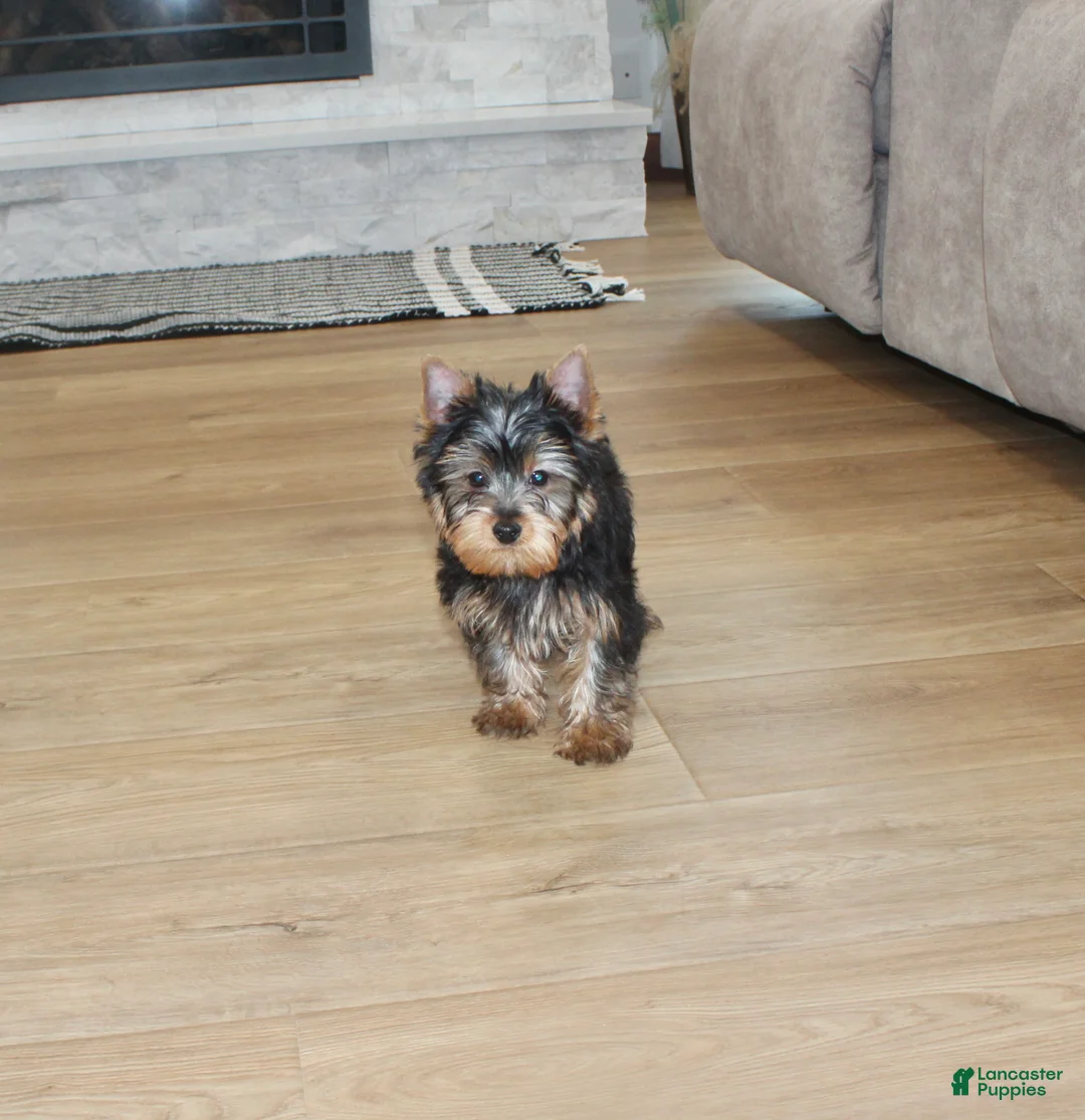 Yorkshire Terrier dogs for sale: Yorkshire Terrier Puppy 1 - Ad 2