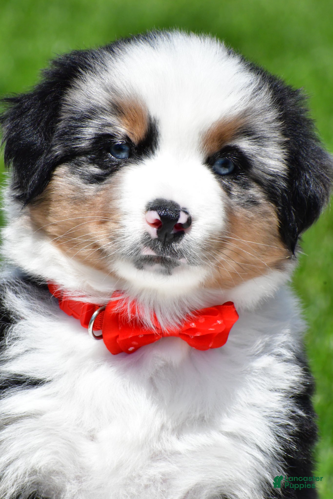 Miniature Australian Shepherd dogs for sale: Curtis - Ad 13