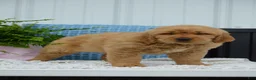 Golden Retriever dogs for sale: Dawn - Ad 3