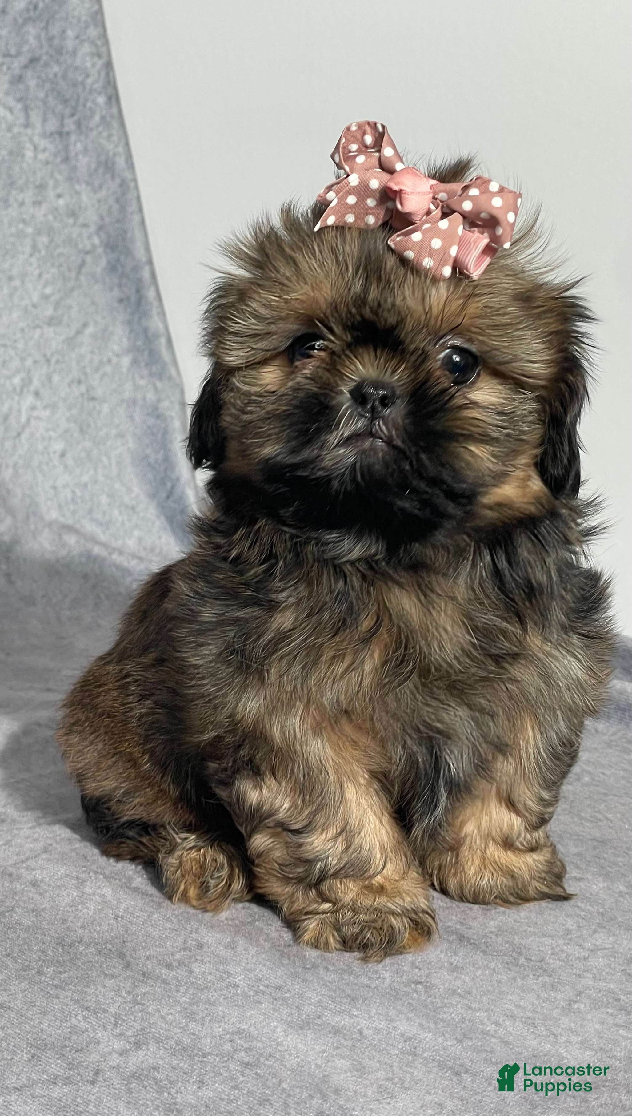 Shih Tzu dogs Taffy - Ad 2