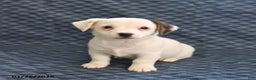 Jack Russell Terrier dogs for sale: Isaac - Ad 4