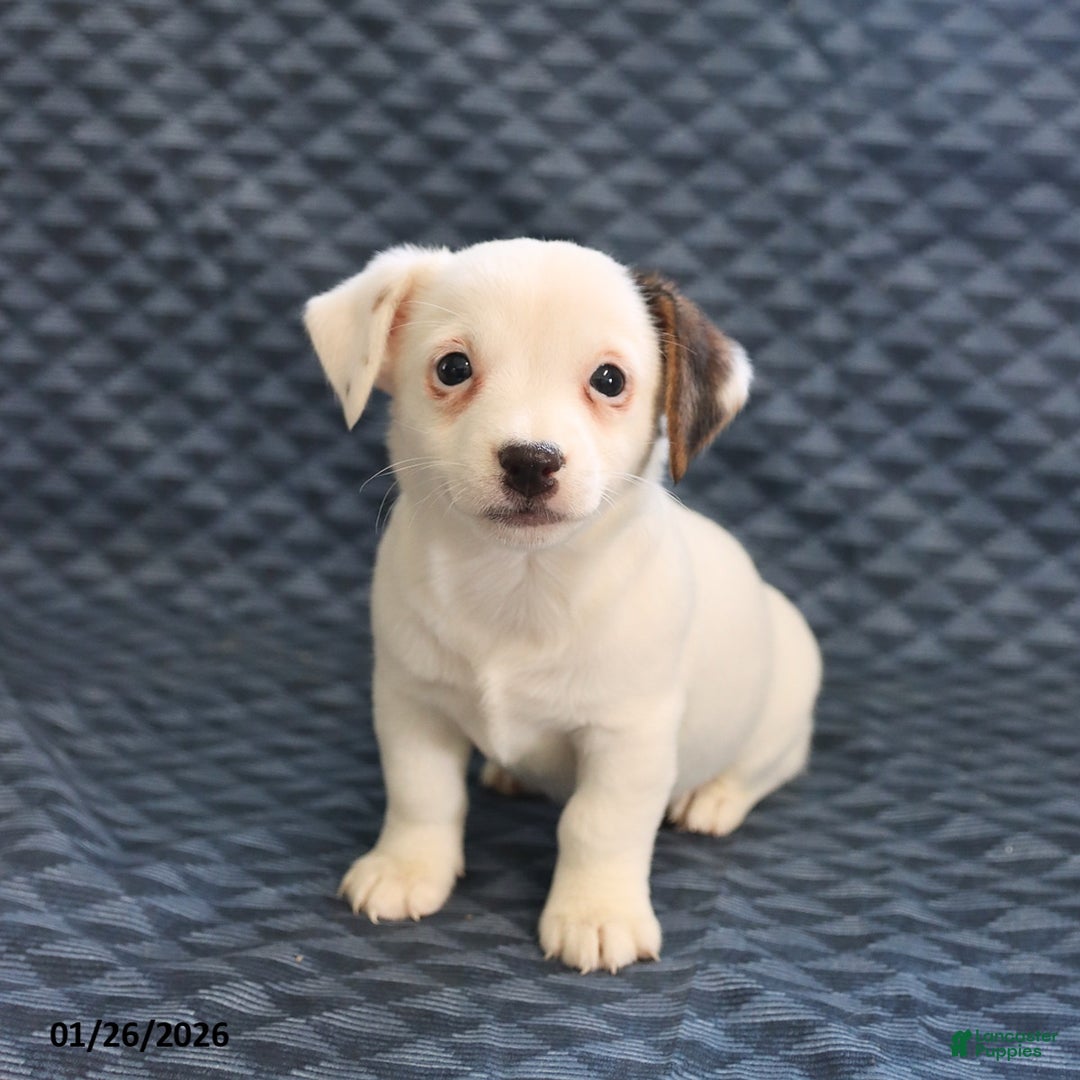 Jack Russell Terrier dogs for sale: Isaac - Ad 4