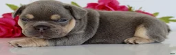 French Bulldog dogs for sale: Enos - Ad 6