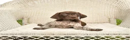 German Shorthaired Pointer dogs for sale: Dusty - Ad 3