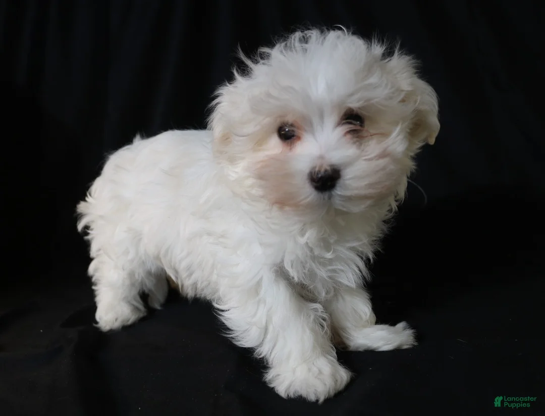 Maltese dogs for sale: Leo - Ad 9