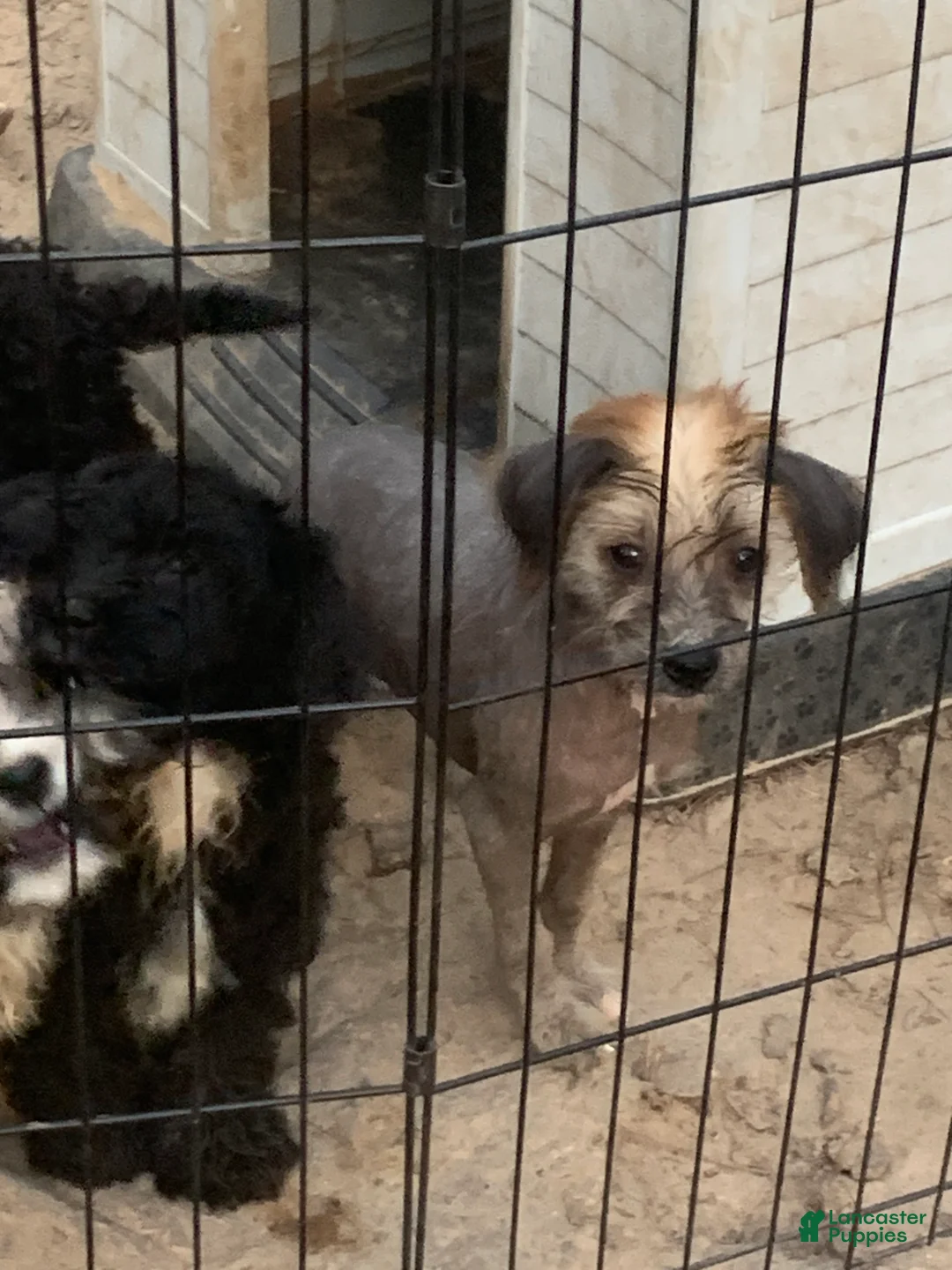 Chinese Crested dogs for sale: Chinese Crested Puppy 2 - Ad 2