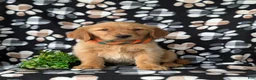 Golden Retriever dogs for sale: Coby - Ad 3